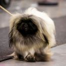 CALANTHE Pogoda Złotych Orchidei 