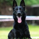 Xsaxána z Nového draka 