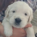 DON DIEGO VERDE Aurum von Pless