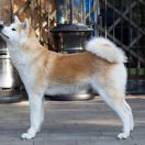 Amayahime Go Hajimari