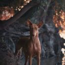 Fong d'Arias Fifty Amazing Angel