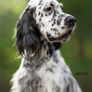 Sheradin's Star POLISH VODKA