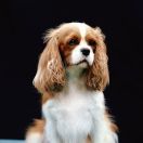 EMI The Best Friend Poland FCI