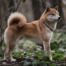 SETO NO ICHIRYUU GO SETOUCHI KOBAYASHI