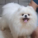 CRYSTAL-LOTUS DAVE LOVE IS ALL