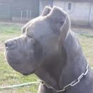 Burlesque dell'Antiqua Apulia