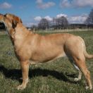 Mł Ch Pl BIG TAURA Tołdi(FCI) 