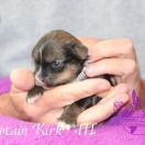 Captain Kirk in Terra Civis 