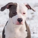 DEXTER SERBIAN HONOR