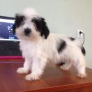 DASZEŃKA Dio Present