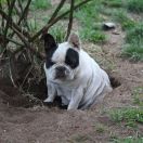 Afrodyta Francuskie Słoneczka