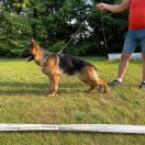 Shakira z Trojańskiego Lasu