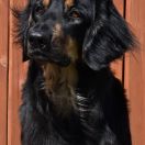 Enormous TRUE TEMPTATION