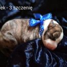 HOUNDSFOREVER Piesek III