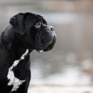 WIKTOR Insendiamento di Perle Nere 