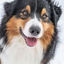 Damani Dream NO NO YES