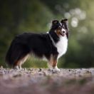 DELTA WING Blue Universe (FCI)