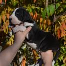 SILVANA Czar Olbrzyma