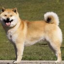 HISASHI Subarashii (FCI)