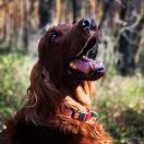 GOLD SWEET Night & Flame 