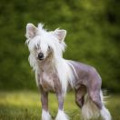 MADE MY DAY von Shinbashi 