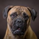 Monte Verde Glitter Stars 