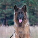 ERA z Iglastego Lasku