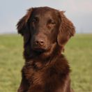 SWEET DAIQUIRI Sailing Team (FCI)