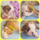 Xceptional Fred Asgardville