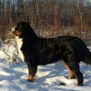 CH. Pl. Bella Kajtkowe Sny