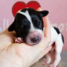 Believe in Wonder Collis Amores 