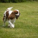 MEGI Kolorowy Ogród 