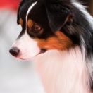 MITCHELL Star Snow Winner