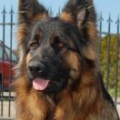 C-NELLY vom Rikor Team 