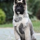  Amartami JUST SHINE LIKE A STAR