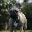 PIOU-PIOU Azzurro Tesoro