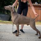 BIS MCh Royal weim after the storm