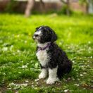 Aussie Welkope CZAS NA ZMIANY