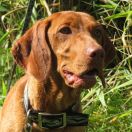 Kayla - Asta z Doliny Brzeznicy