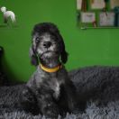 PICASSO Diamond Lamb