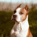 IMAGE PERFECT DOG MAGIC