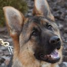 Fly vom Waldfurter-Wald 