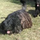 Nulla z Banciarni FCI