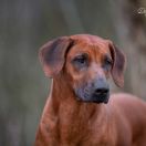 C.I.B , Multichampion, MultiGrandchampion Aresvuma ELLEMA MALUWA