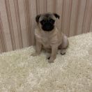 Забава путятична из аленкиной сказки