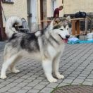 Soul of Alaska Born to Win