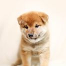 Szary (kolor znacznika)