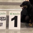 ALIMA z Dziczego Babrzyska 