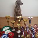 Sigma Weimaraners House