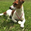 ROZALINDA Potęga Miłości